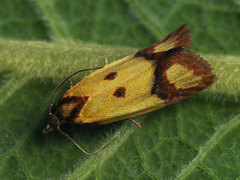 Agapeta zoegana
