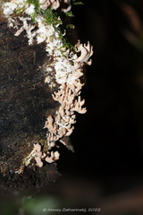 Lentaria byssiseda