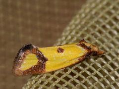 Agapeta zoegana