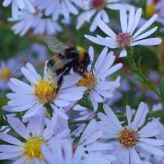 Bombus terrestris