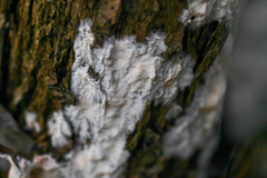 Basidioradulum radula