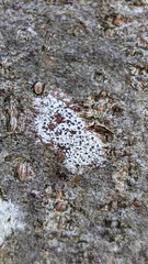 Arthonia radiata