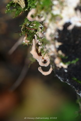 Lentaria byssiseda