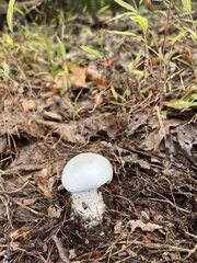 Amanita magnivelaris