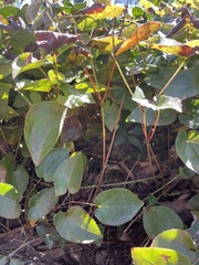 Epimedium × versicolor