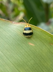 Paranaita generosa