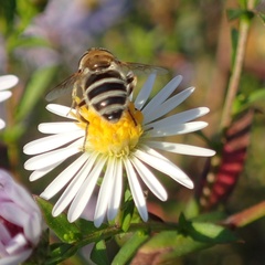 Eristalis