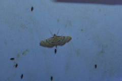 Blepharomastix ranalis