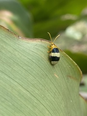 Paranaita generosa