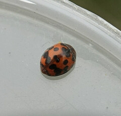 Subcoccinella vigintiquatuorpunctata