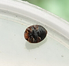 Subcoccinella vigintiquatuorpunctata