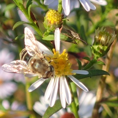 Eristalis