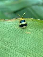 Paranaita generosa