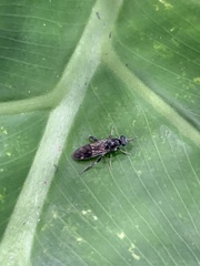 Exaireta spinigera