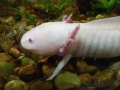 Ambystoma mexicanum