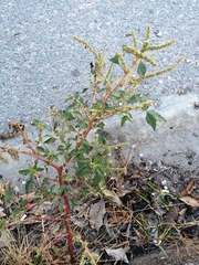 Amaranthus spinosus