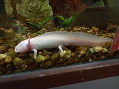 Ambystoma mexicanum