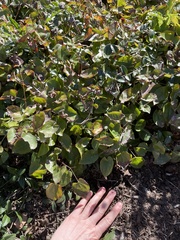 Epimedium × versicolor