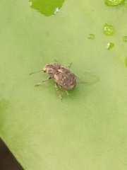 Araecerus fasciculatus