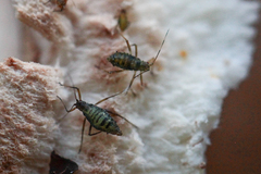 Euceraphis