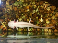 Ambystoma mexicanum