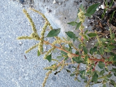 Amaranthus spinosus