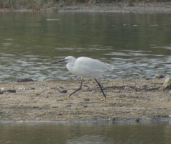 Egretta garzetta