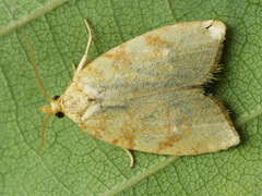 Aleimma loeflingiana