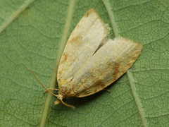 Aleimma loeflingiana