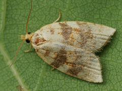 Aleimma loeflingiana