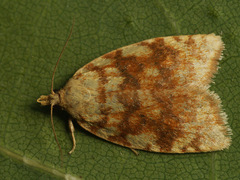 Aleimma loeflingiana