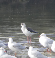 Himantopus himantopus