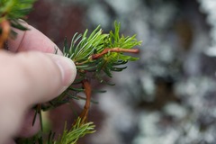 Erica plukenetii