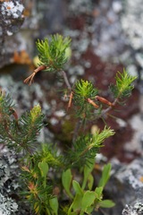 Erica plukenetii