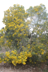 Barkleyanthus salicifolius