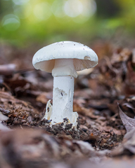 Amanita magnivelaris