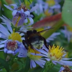 Bombus terrestris