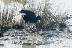 Porphyrio porphyrio