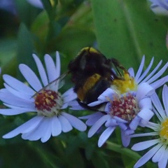 Bombus terrestris
