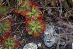 Drosera xerophila