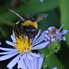 Bombus terrestris