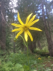 Senecio amplectens