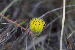 Leucospermum gracile