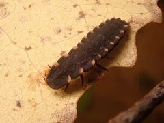 Lampyris noctiluca