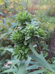 Procecidochares atra