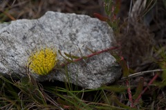 Leucospermum gracile