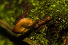 Acromyrmex