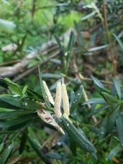 Podocarpus latifolius
