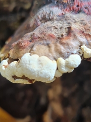 Trichoderma pulvinatum