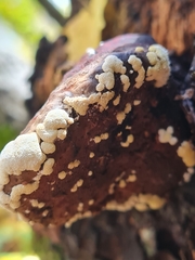 Trichoderma pulvinatum